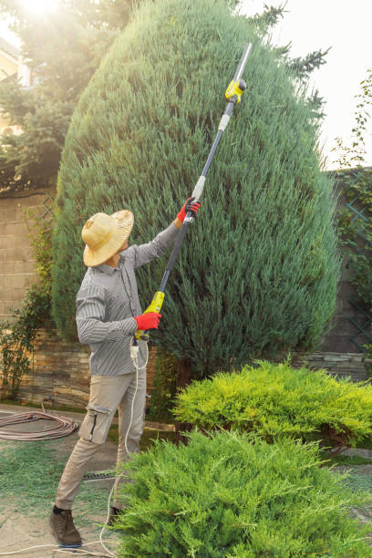 Best Palm Tree Trimming  in Lincoln Park, NJ